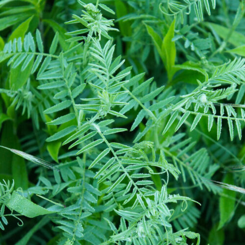 TerraLife N-Fixx 50, 15 kg