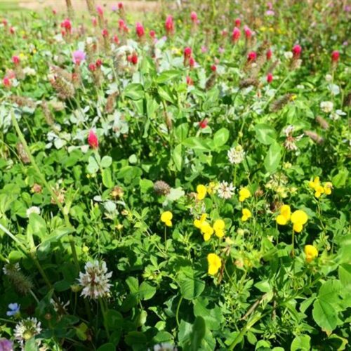 BLOMSTERBRAK OG STRIBER