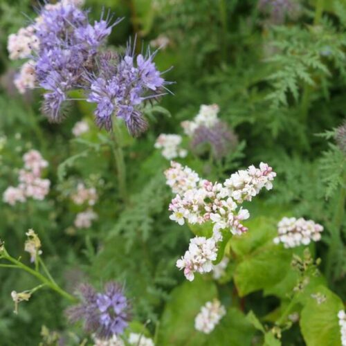 Blomster- & Bestøverbrak (enårig), 10 kg