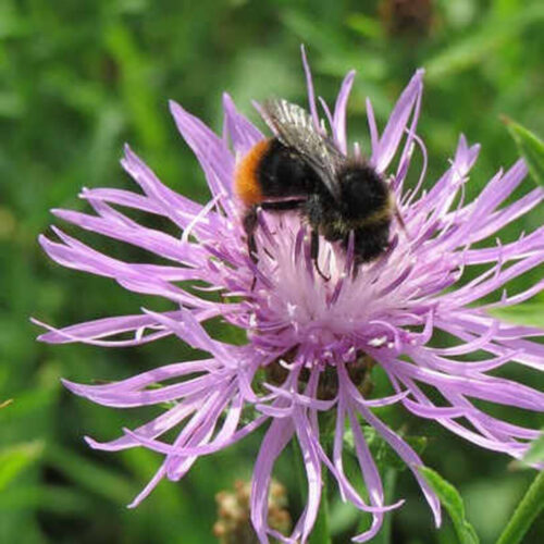 Hvid Okseøje/ Marguerit