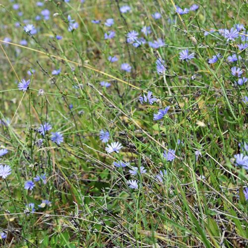 Majs efterafgrødeblanding med cikorie Frø 10 kg