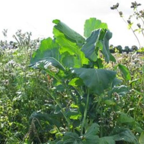 Fodermarvkål Grüner Angeliter