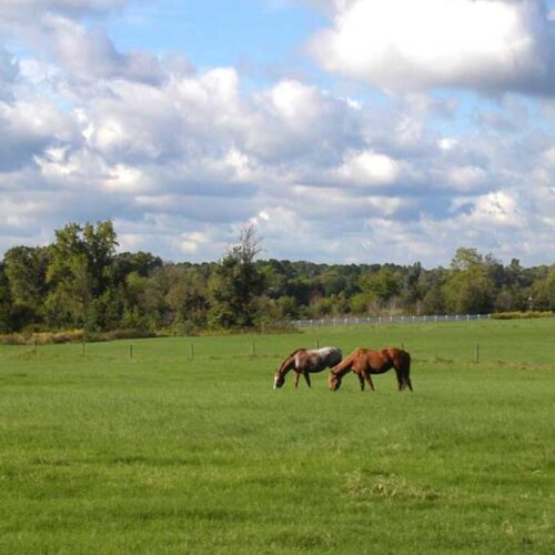 Heste Strukturgræs, 10 kg
