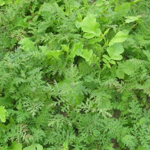 Grøngødningsblanding 90/10 Frø, 15 kg