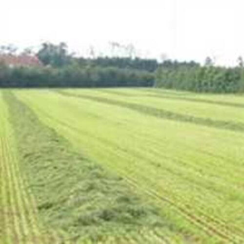 Frøblanding Nr. 37, 10 kg