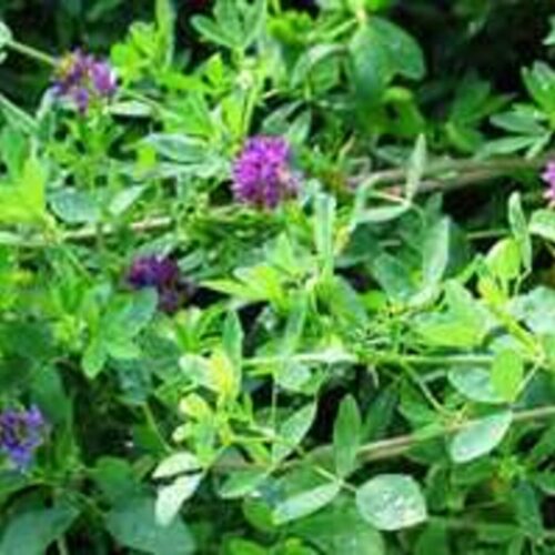 Efterafgrøder med kløver