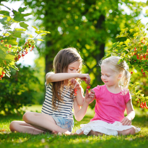 Villa Turf – Brugsplæne