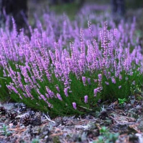 Hvid Okseøje/ Marguerit