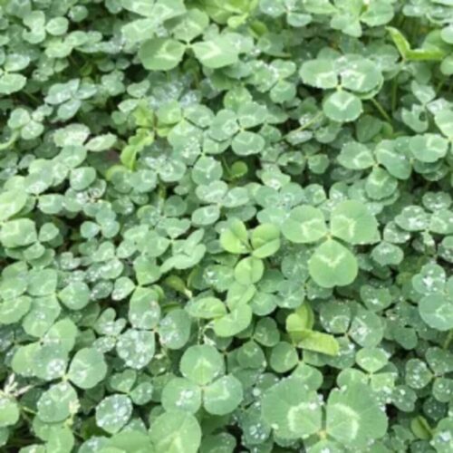 Mikrokløver Euromic Frø 0,5 kg