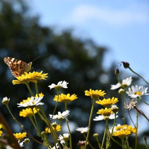 DSV Marguerit blanding uden græs -100 g