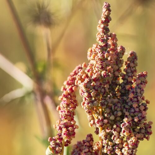 Quinoa Frø